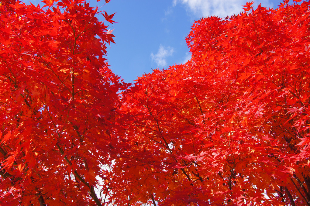 京都　高尾の紅葉