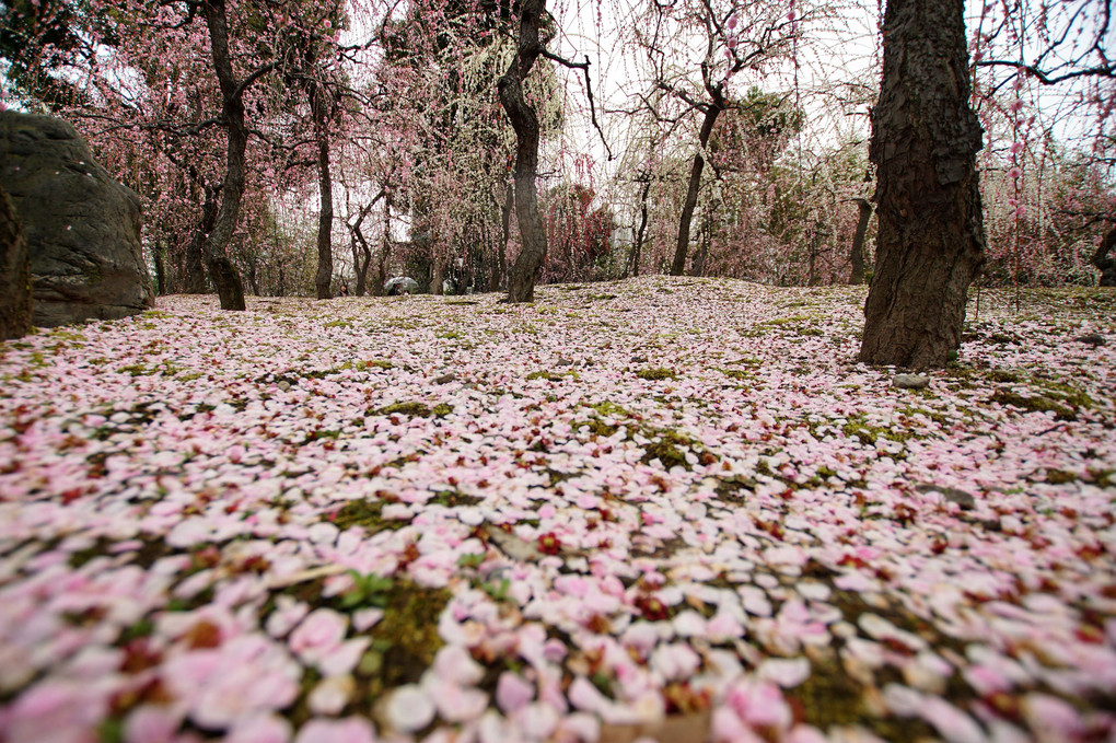 梅の花の絨毯