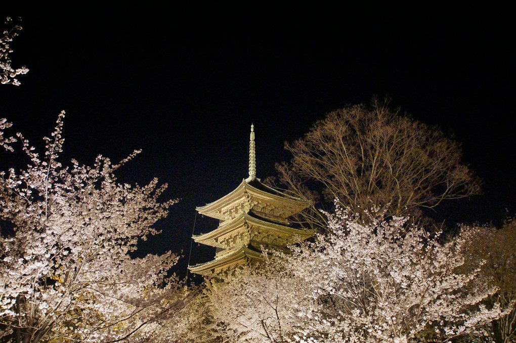 京都　東寺ライトアップ