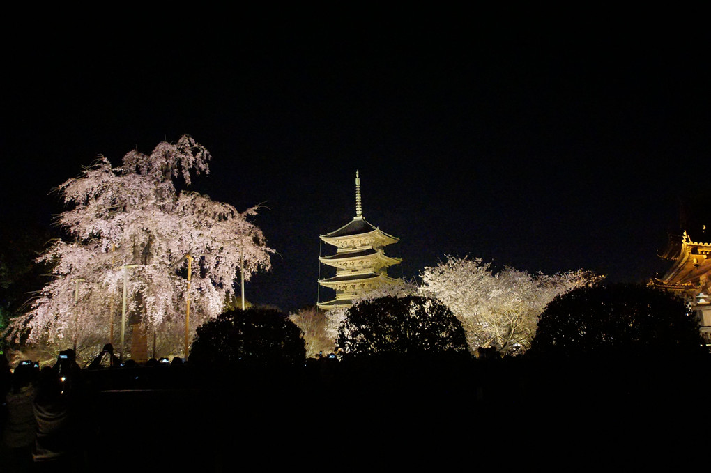京都　東寺ライトアップ