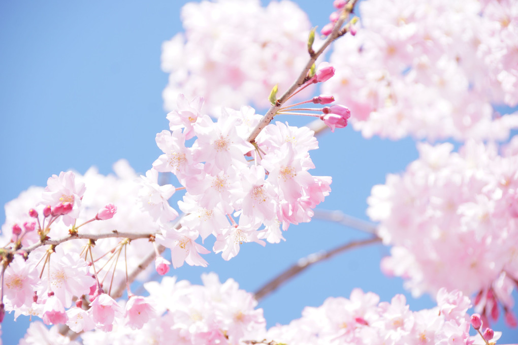 近所に桜を見に行ってきました