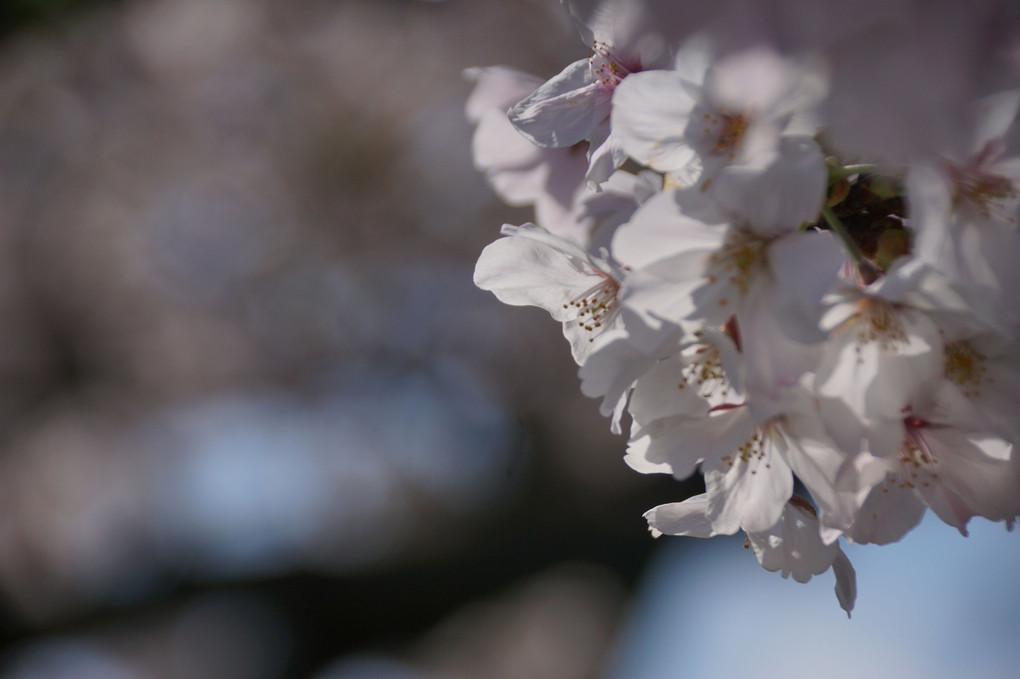近所に桜を見に行ってきました