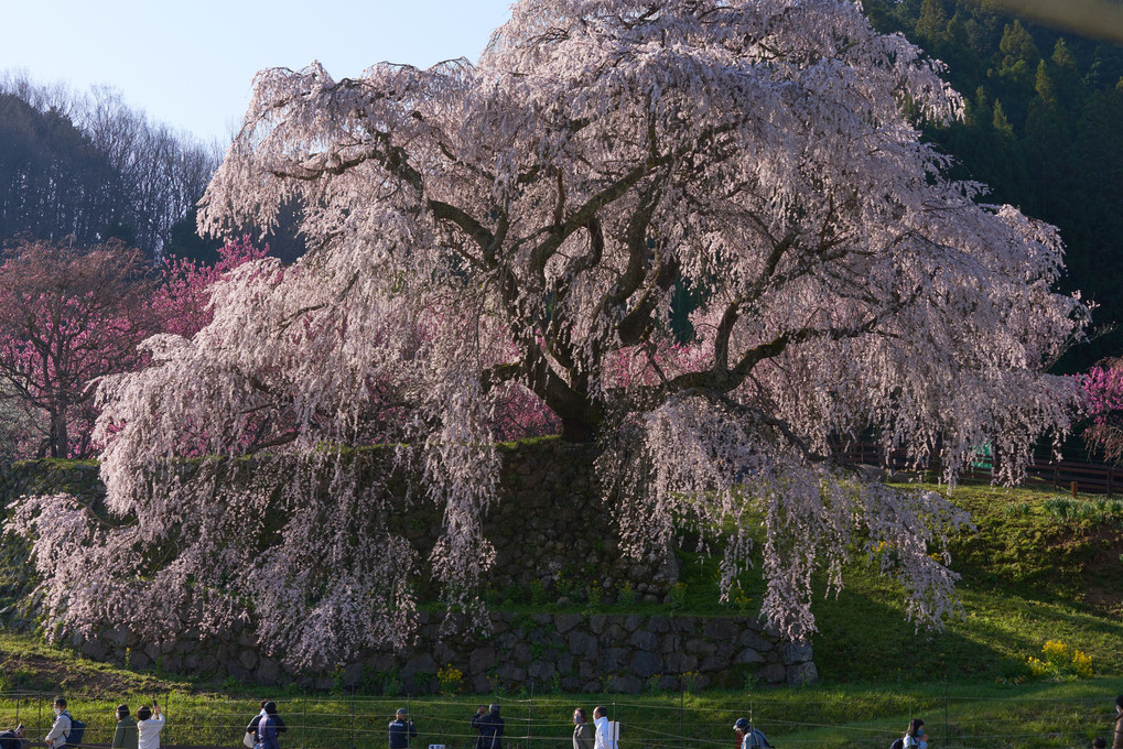 大桜を見上げて