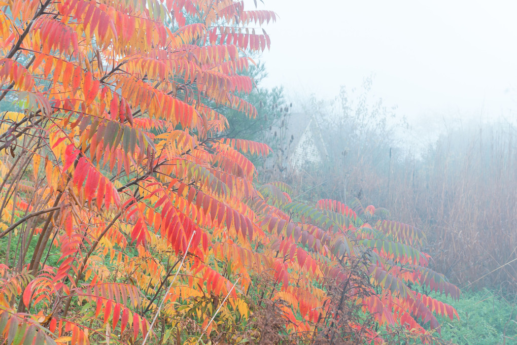 朝霧の中の紅葉