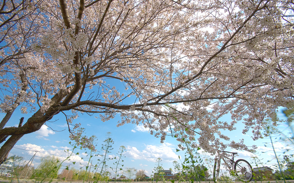 桜の樹の夢