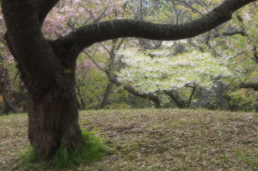 松前公園の桜