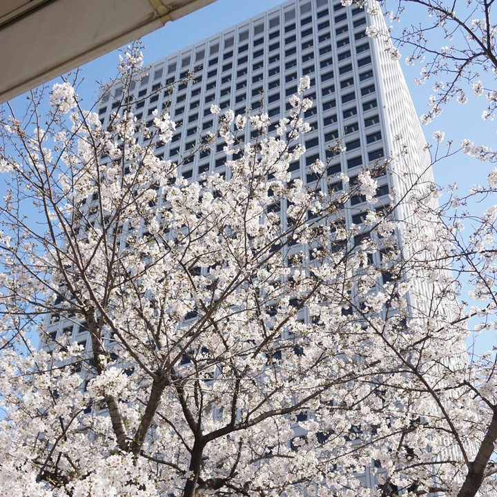 梅田に咲く桜