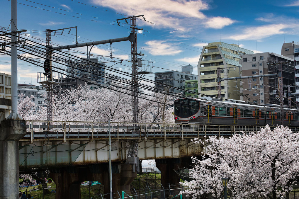 桜と大阪環状線
