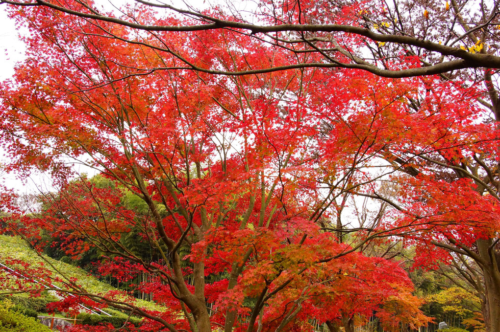 公園墓地の紅葉ⅲ