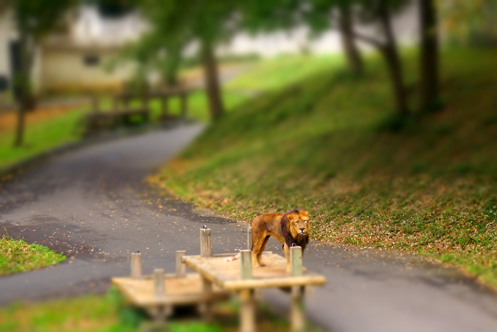 動物園でピクチャーエフェクト