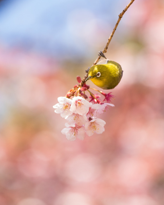 春桜の中で