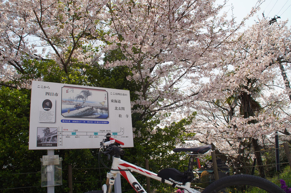東海道と桜