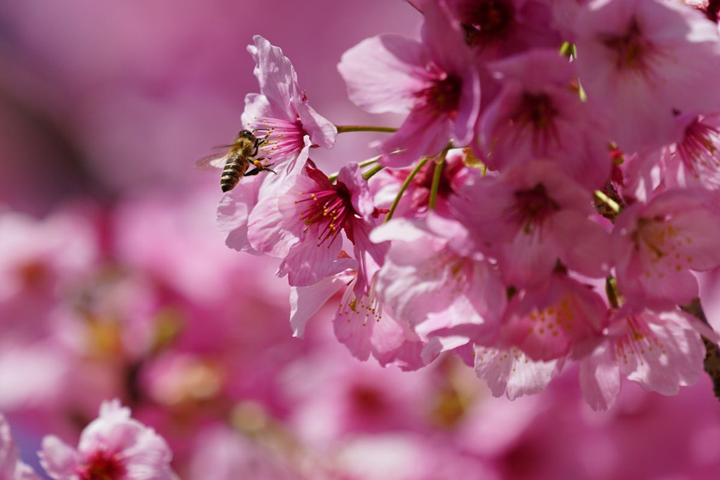 陽光桜とミツバチ