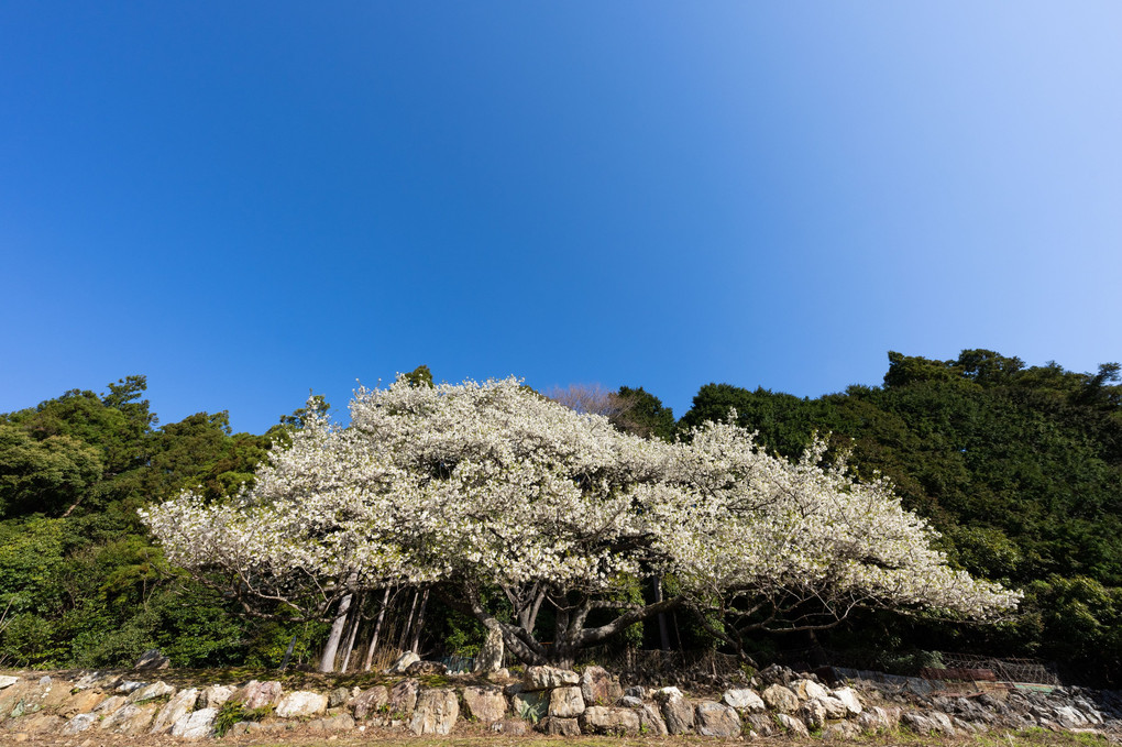 孤高の大島桜