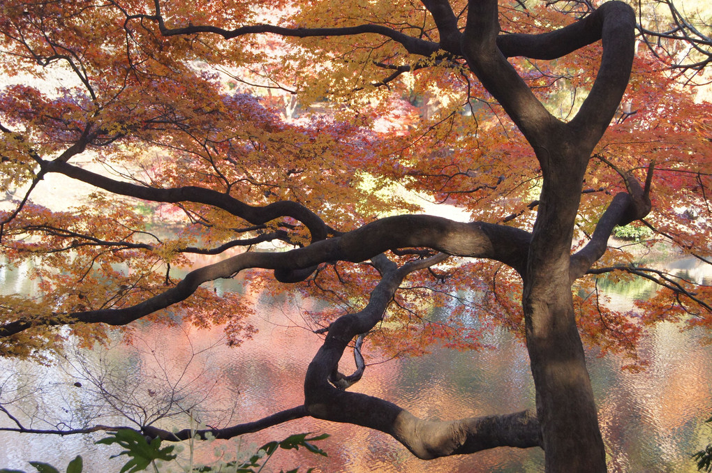 癒される風景