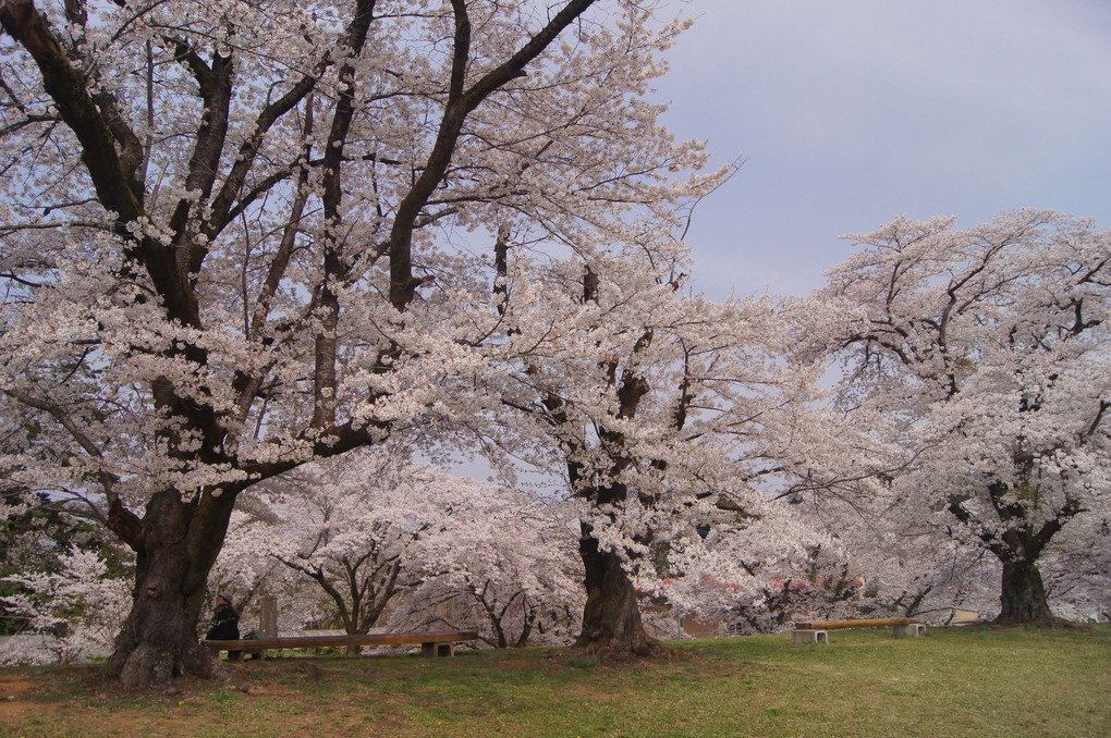 桜花満開