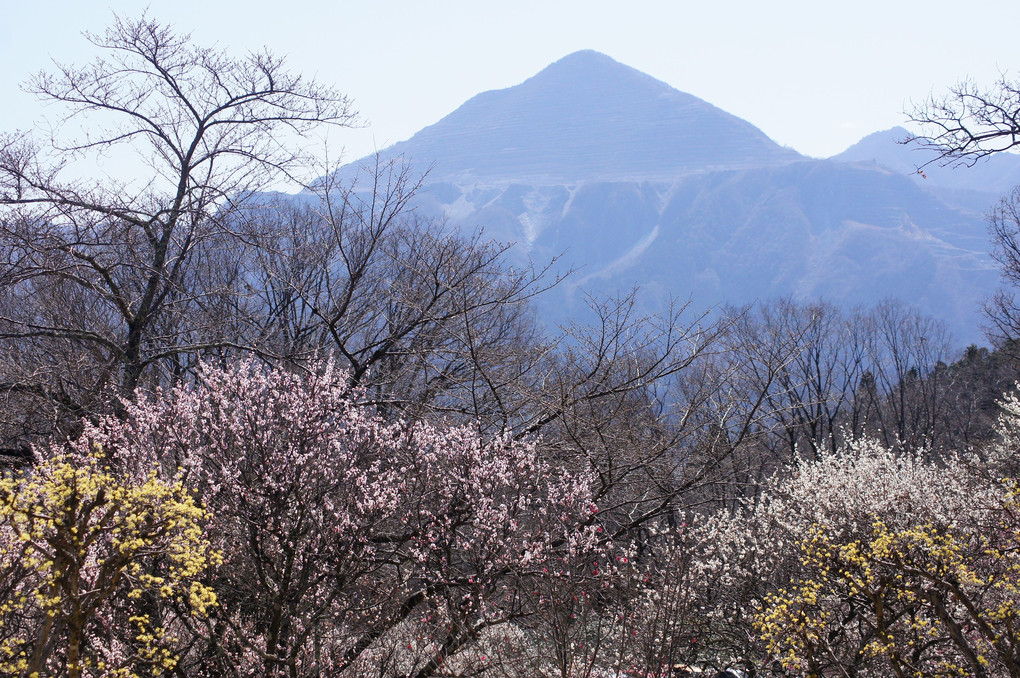武甲山と梅