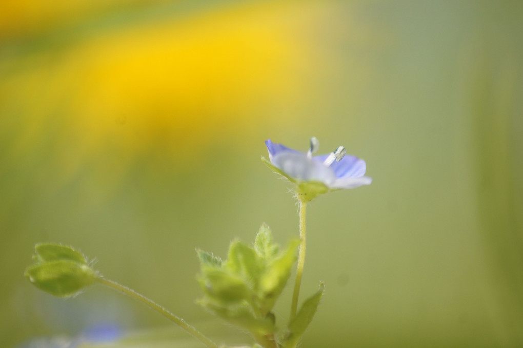 春の草叢