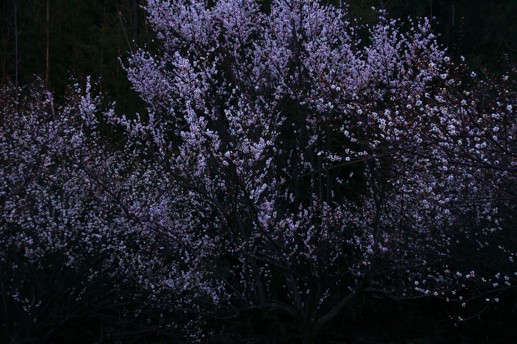 明け方の梅の花