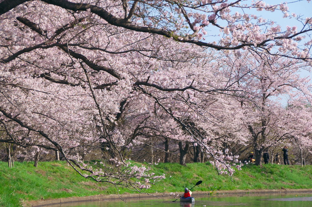 お花見日和