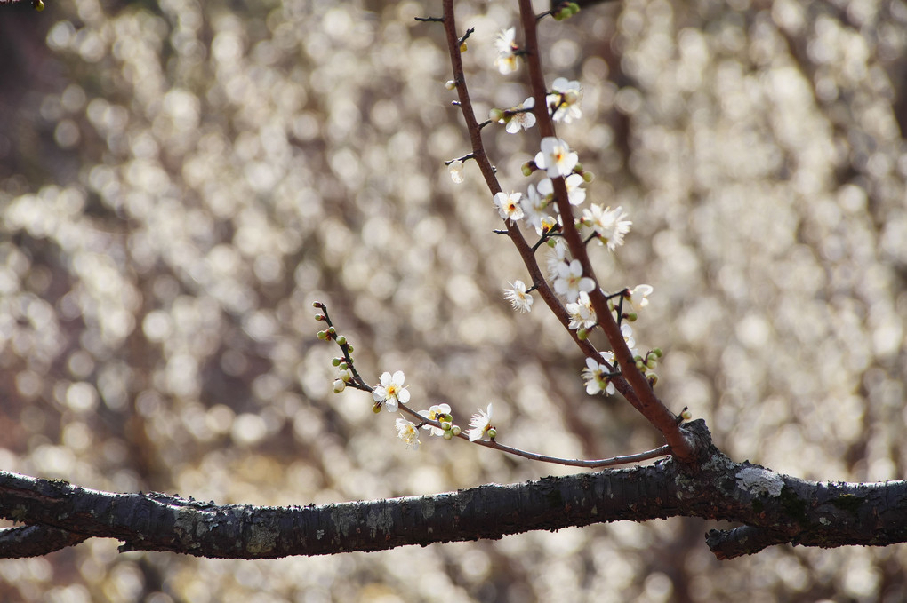 いばらきフラワーパークで河津桜と梅
