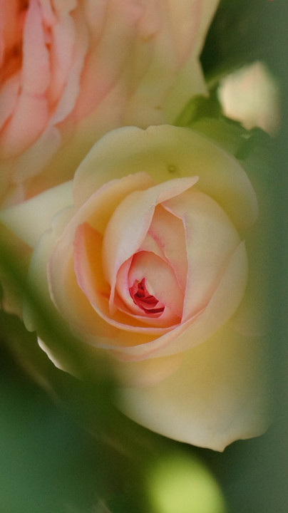 神代植物園のバラ 2015