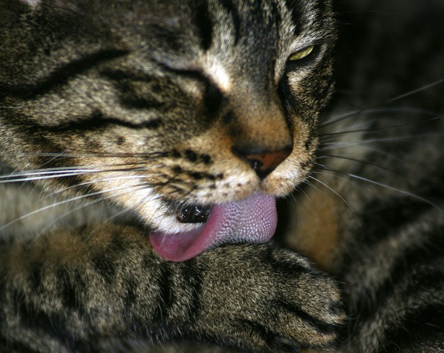 ニャンコの舌。