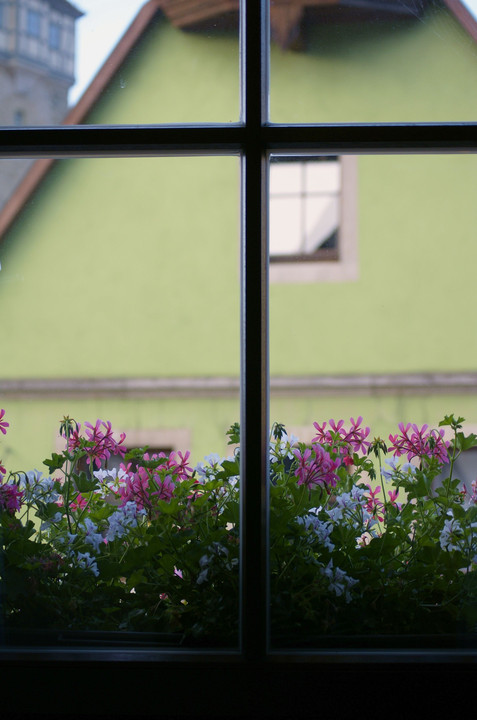 窓の花。