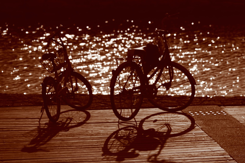 自転車の影とミナモのキラキラ