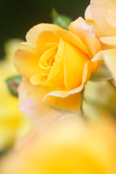 元気を貰える黄色いバラ