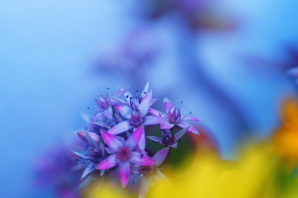 カネノナルキに可愛い花が