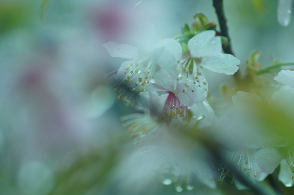 秋に桜咲く