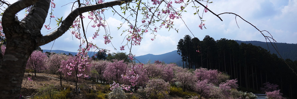 天空の庭　高見の郷の枝垂れ桜