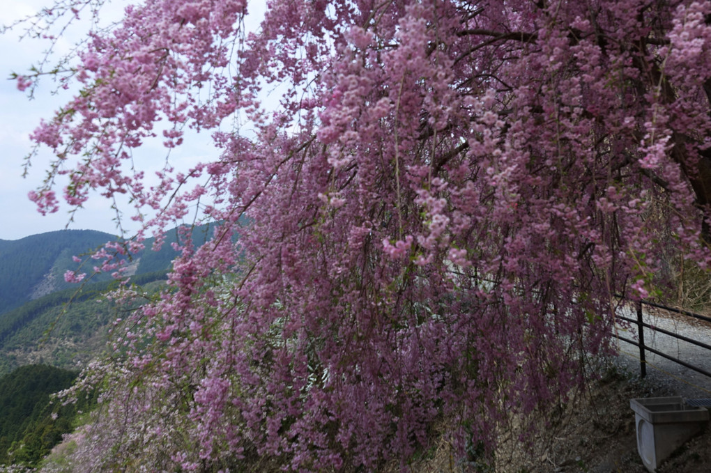 天空の庭　高見の郷の枝垂れ桜