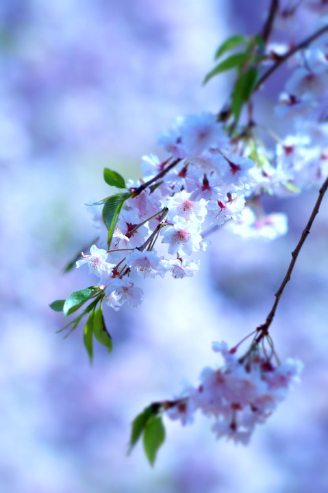 天空の枝垂れ桜