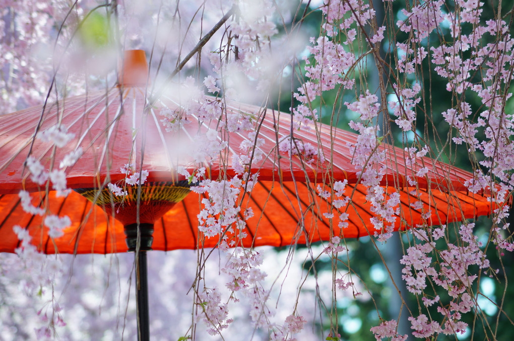 野点傘と満開の枝垂れ桜