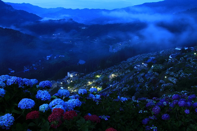 夕霧の紫陽花夜景