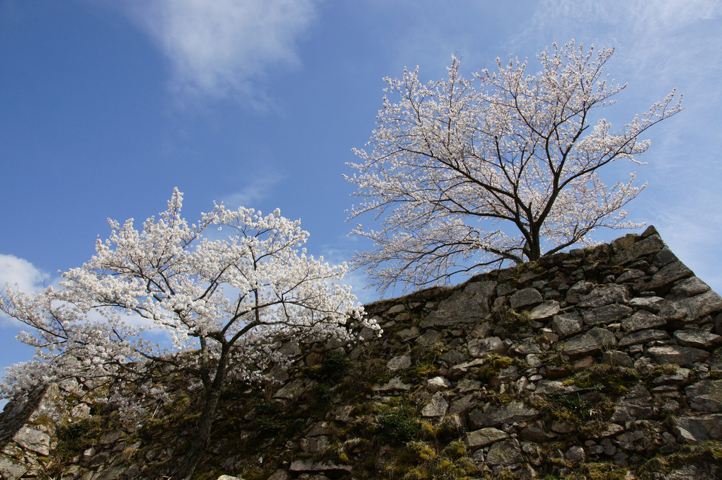城跡の桜