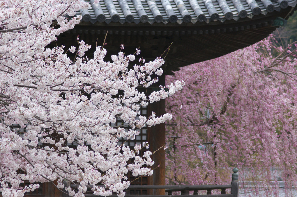 道成寺の春