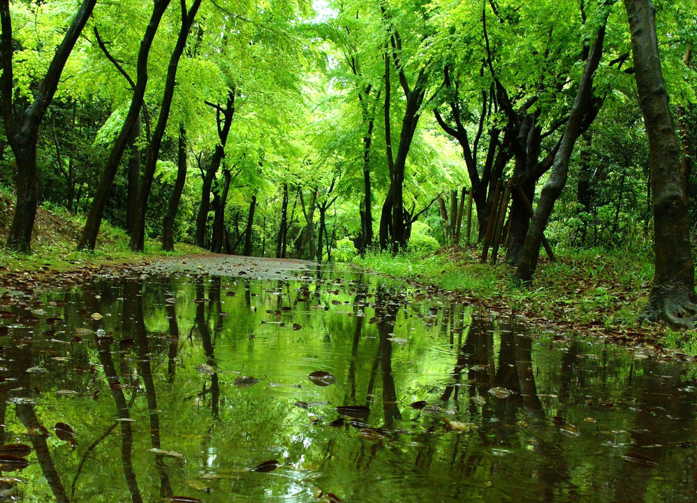 雨の日の森林浴