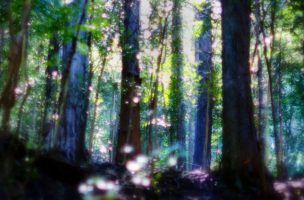 森の精霊たち