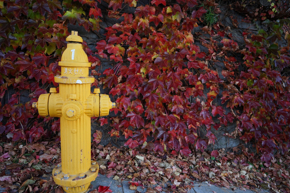 秋の消火栓