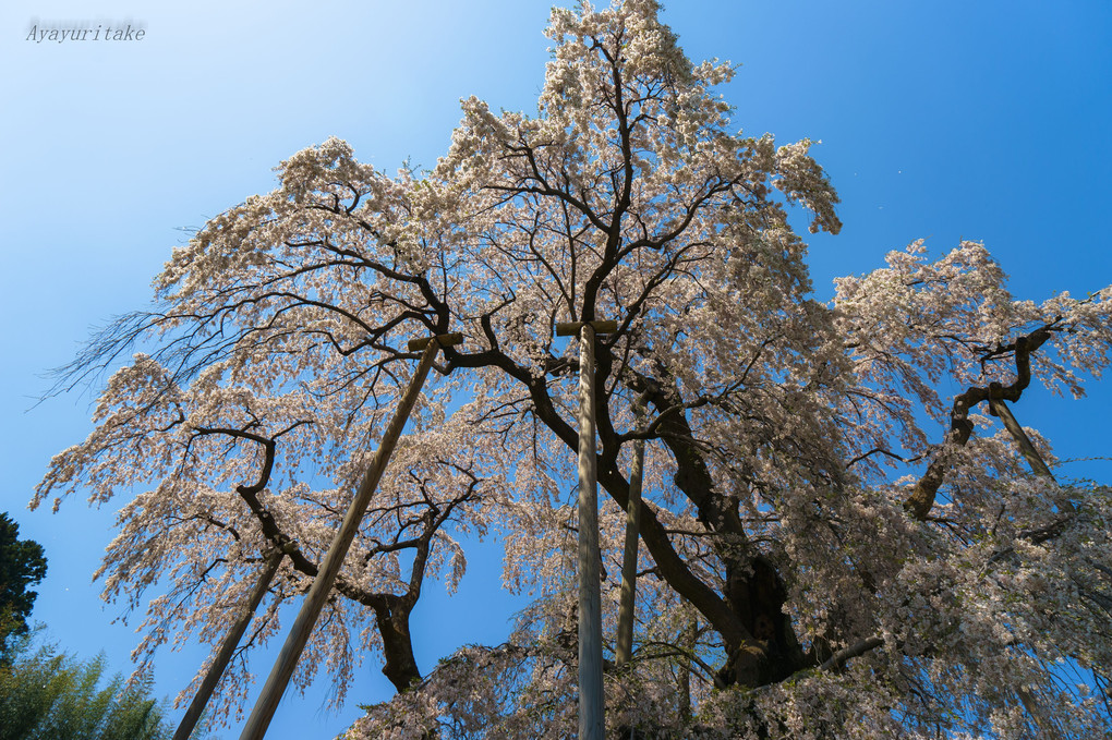 福島の春３_三春の滝桜