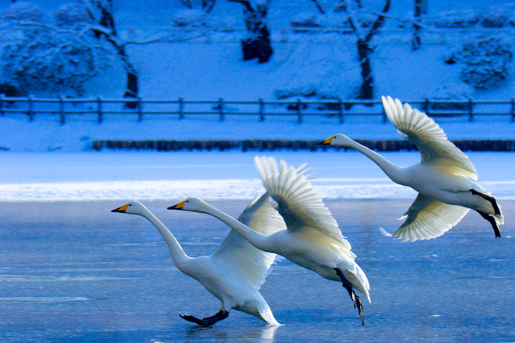 雪景色の白鳥