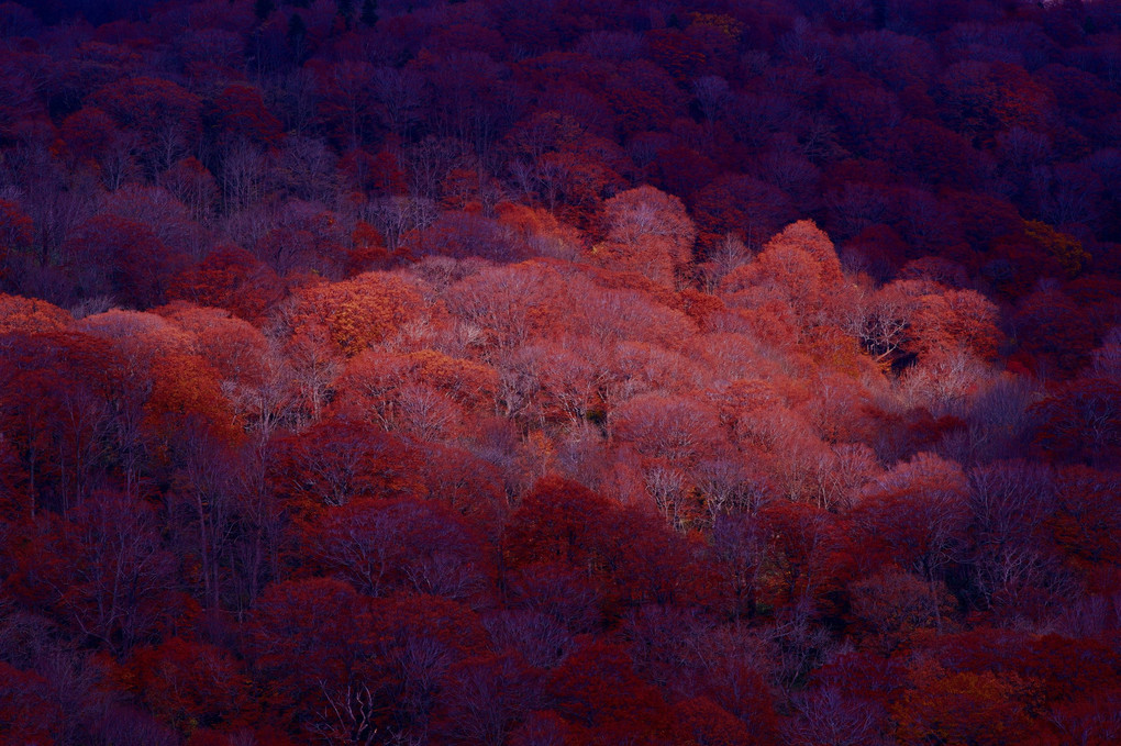 紅の森