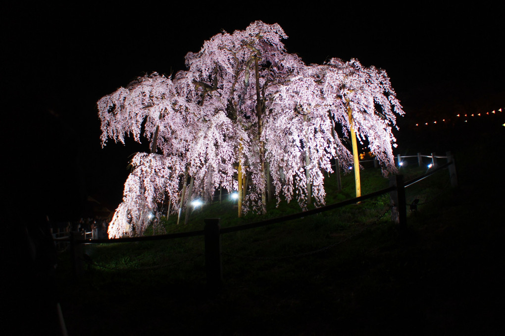 三春滝桜夜間照明