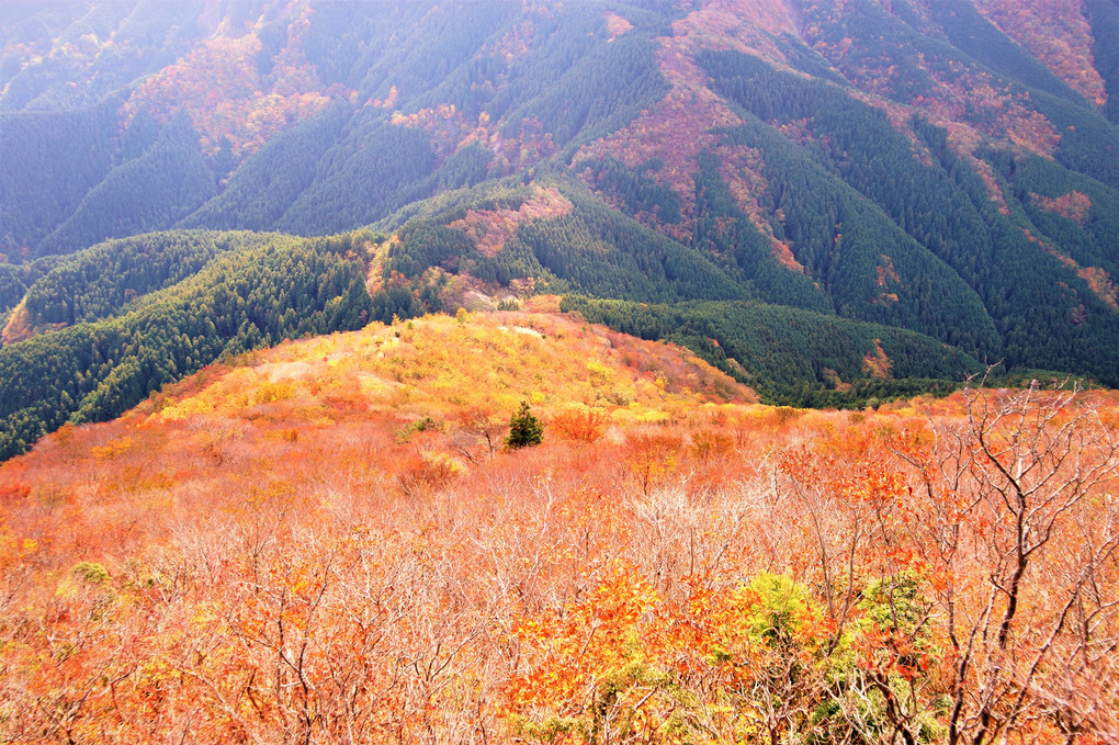 紅葉