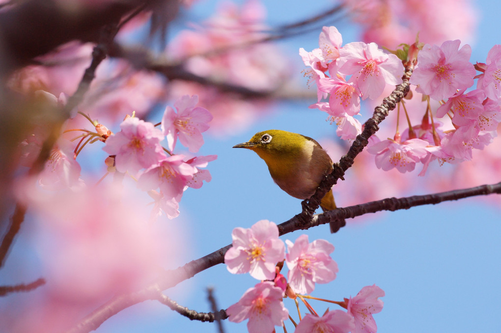 河津桜とメジロさん #メジロ#