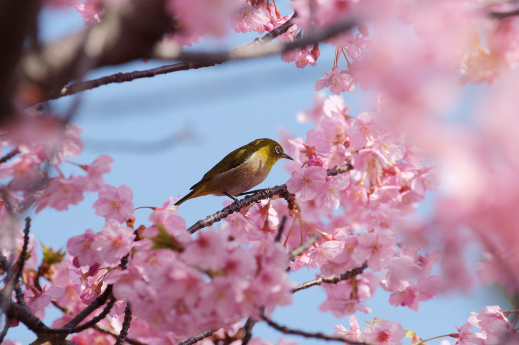 河津桜とメジロさん #メジロ#