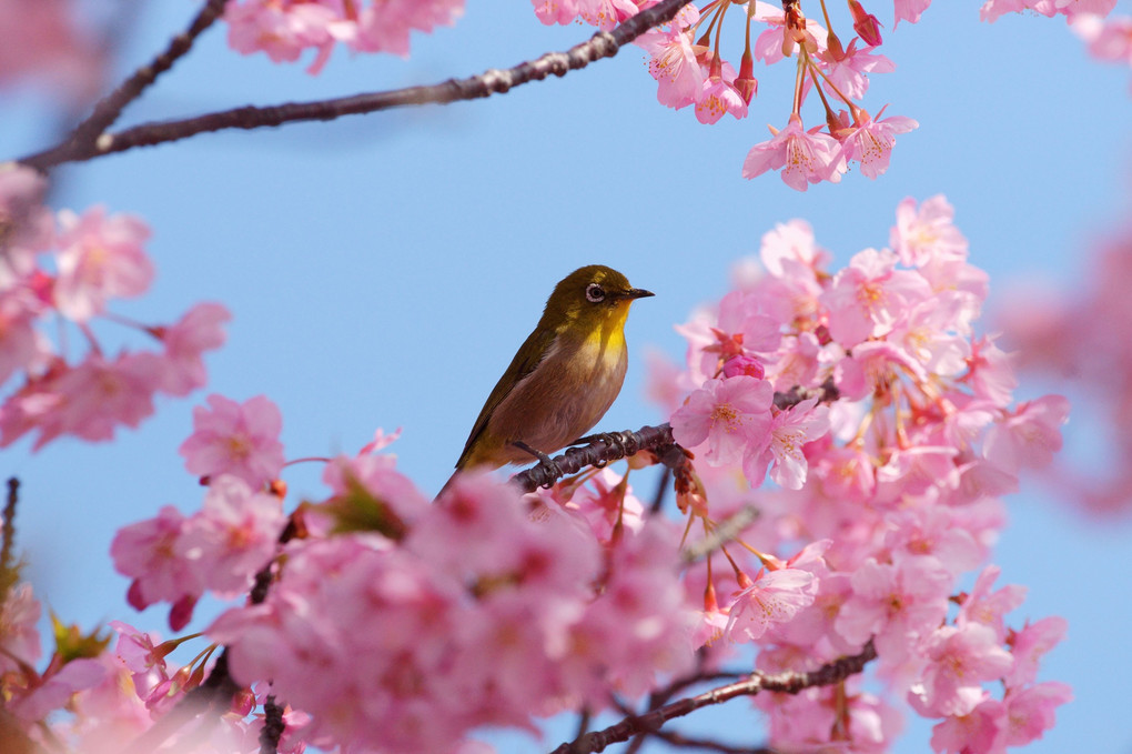 河津桜とメジロさん #メジロ#